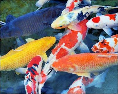 бельгийский