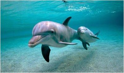 дельфин