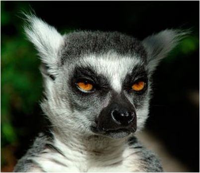 лемур