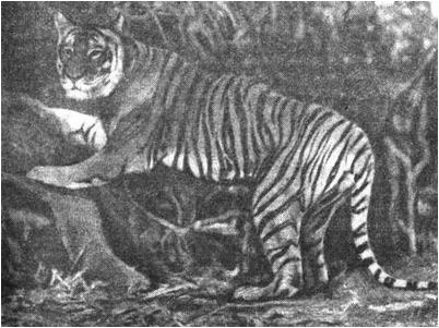 тигр
