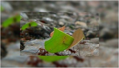 вторых самцов