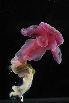 ученый ученый