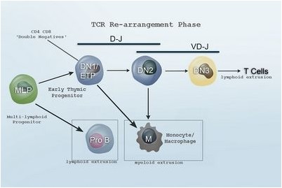 мобилизация