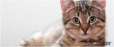 Домашние коты