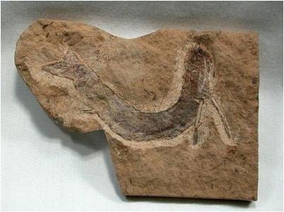 папоротник