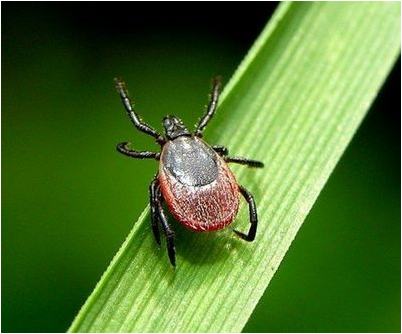 будет наблюдаться