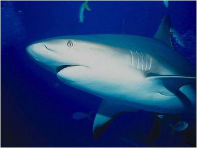 горючее может