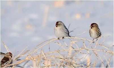 ожидается снижение