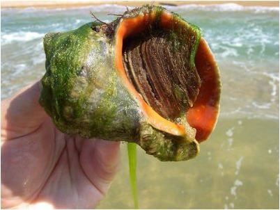 Черном море Черном море