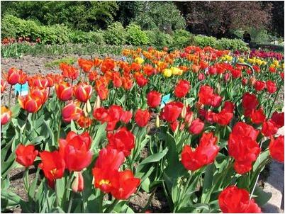 ривненской