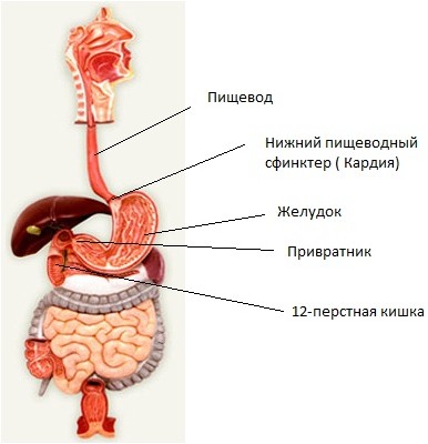 гастроэзофагеального рефлюкса гастроэзофагеального рефлюкса