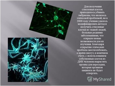 стволовой стволовой