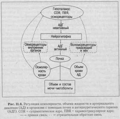 Поддержание баланса жидкости и электролитов в почках