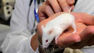 Лекарство от рака помогает бороться с астмой у мышей