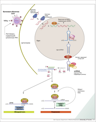 Новые исследования показывают, что генетика играет важную роль в иммунитете