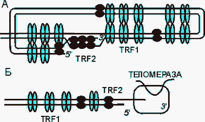 метастазирование