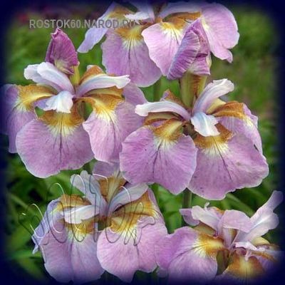 технология